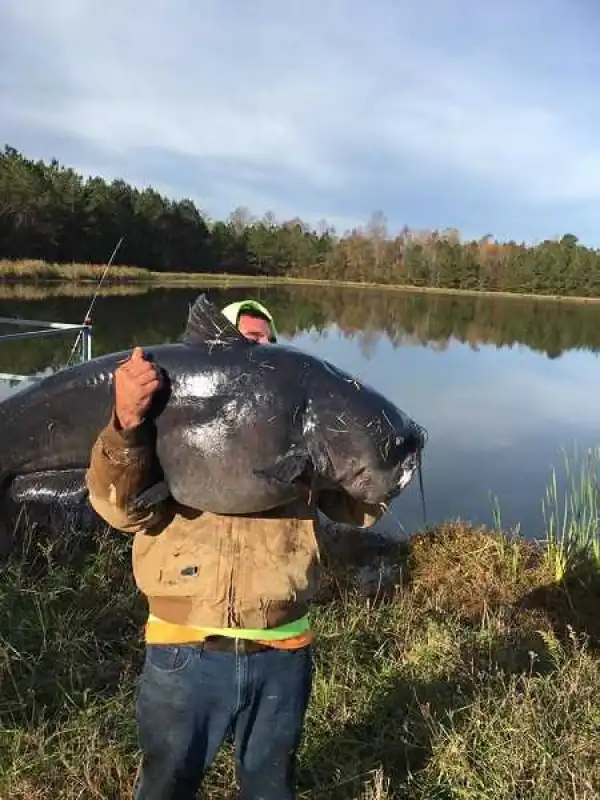 Omg! The Size of This Giant Catfish Caught by a Man Will Surprise You (See Photos)
